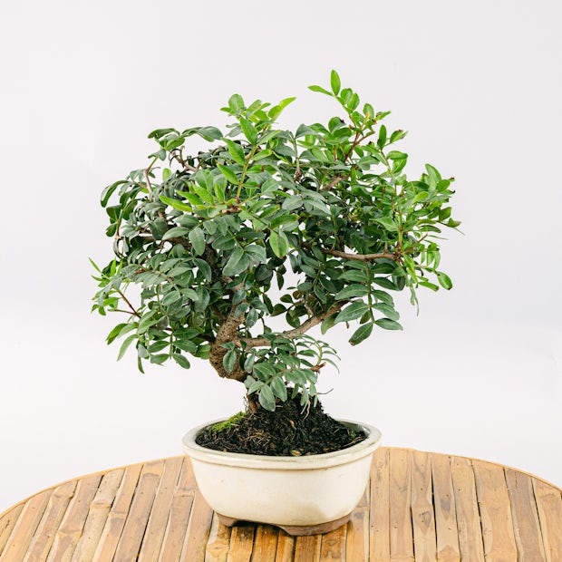 Bonsai 7 years old Pistacia lentiscus