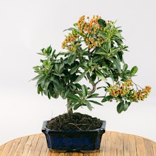 Bonsai 7 years old Pyracantha ... related pic