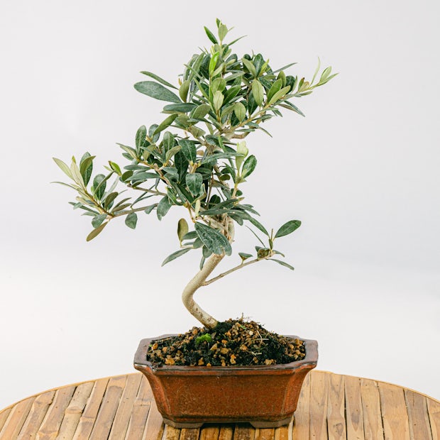 Bonsai di ulivo artificiale H.90cm