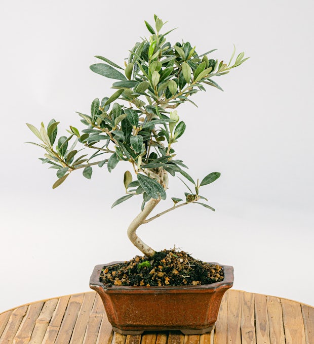 Bonsai Olivo 7 år gammel