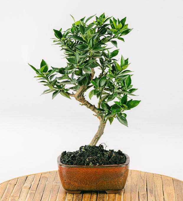 Bonsai Citrus Myrtifolia 7 anni