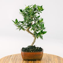 Bonsai Citrus myrtifolia (7 lat)