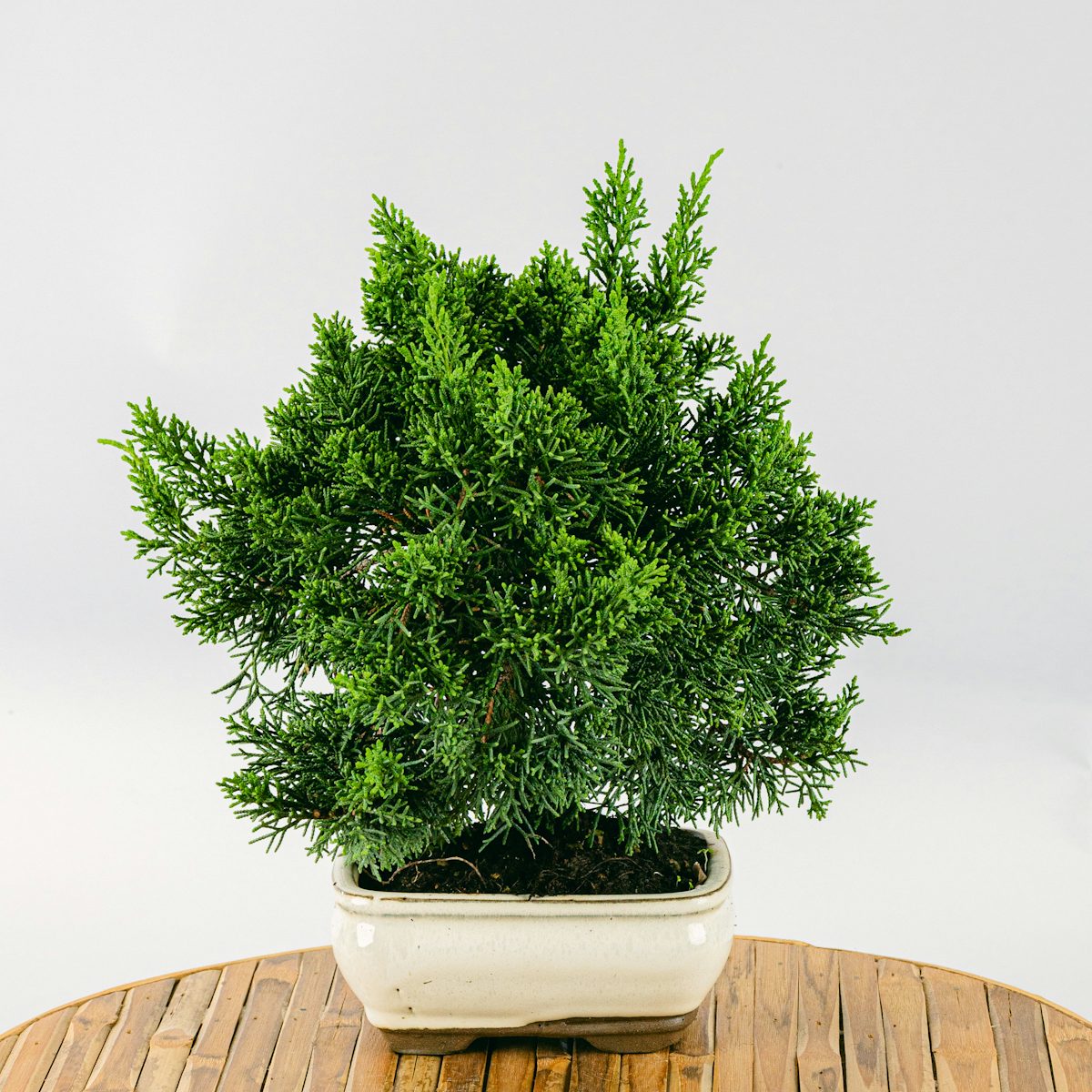 Bonsai 9 años Juniperus chinensis