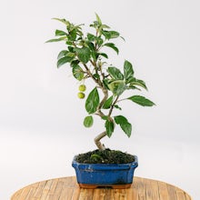 Bonsai 7 years old Malus sp related pic