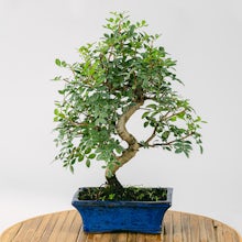 Bonsai 10 years old Pistacia l... related pic