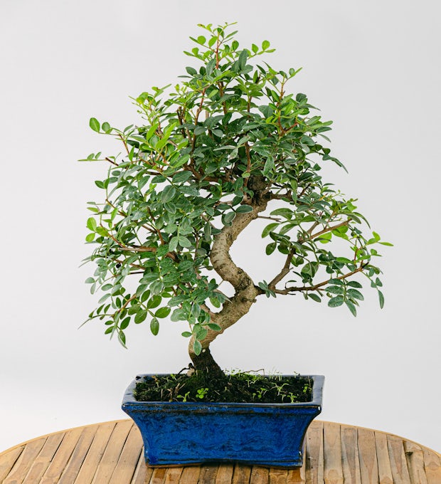 Bonsai 10 jaar oud Pistacia lentiscus