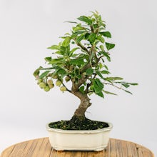 Bonsai10 years old Malus sp related pic