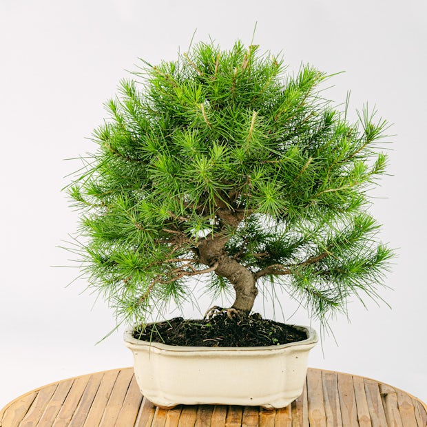 Bonsai 10-letnie Pinus halepensis
