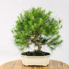 Bonsai de 10 anos Pinus halepe... related pic