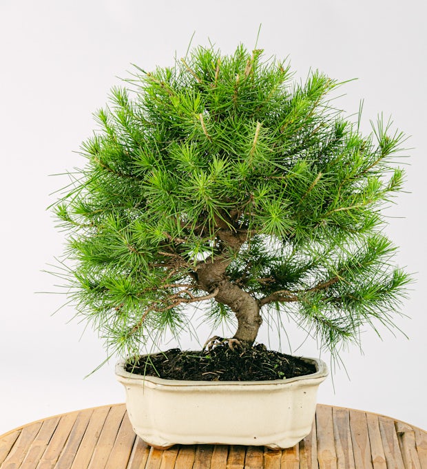 Bonsaj 10 let stará Pinus halepensis