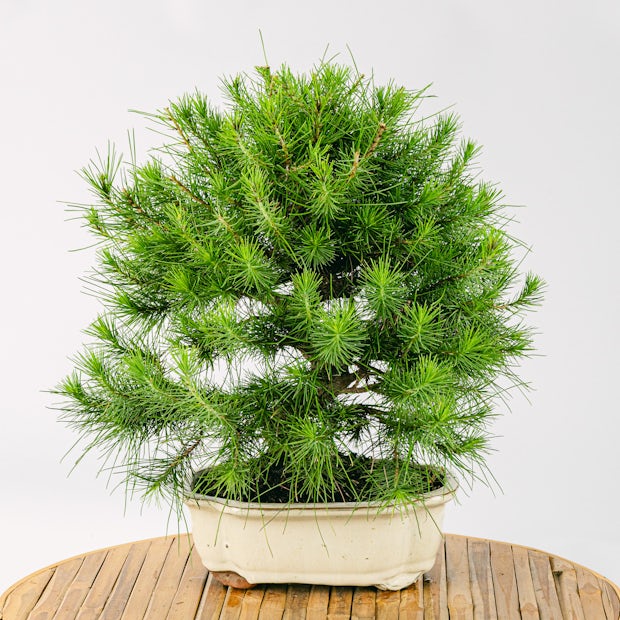 Бонсай 10 лет Pinus halepensis