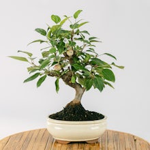 Bonsai 10 years old Malus sp related pic