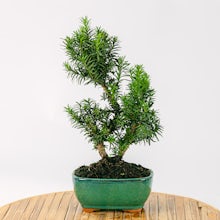 Bonsai 9 years old Taxus media related pic