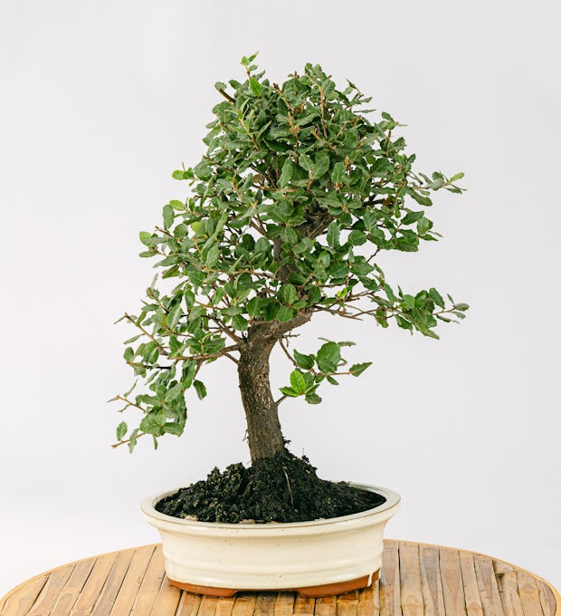 Bonsai 10 jaar oud Quercus Suber