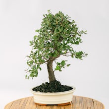 Bonsai 10 anni Quercus Suber
