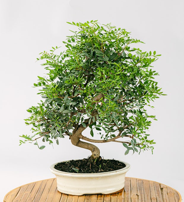 10 jaar oude bonsai Pistacia lentiscus