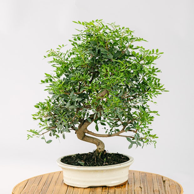 Brosse Bonsai - Brosse de nettoyage cylindrique pour les bonsai