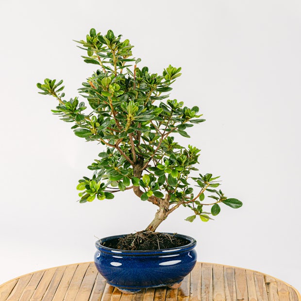 Bonsai 9 years old Podocarpus macrophyllus