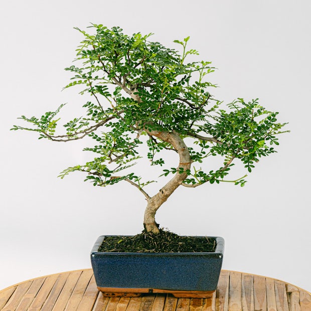 Bonsai Zanthoxylum Piperitum 8 lat