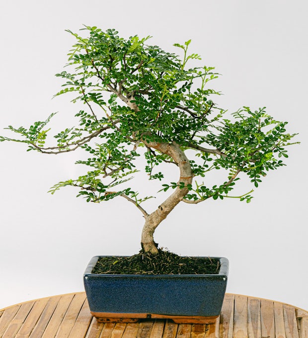 Bonsai Zanthoxylum Piperitum 8 Jahre