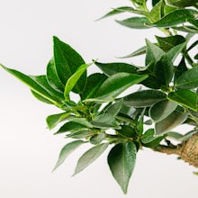 Бонсай Citrus myrtifolia (7 лет)