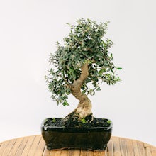 Bonsai Olivo 7 años related pic