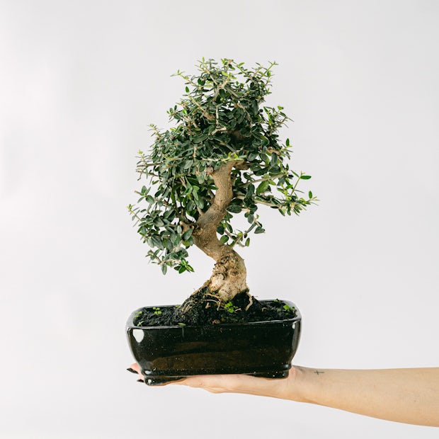 Acheter Bonsai Zelkova 16 ans - Un bonsaï résistant -  Be