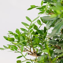 Bonsai 10 lat Pistacia lentiscus