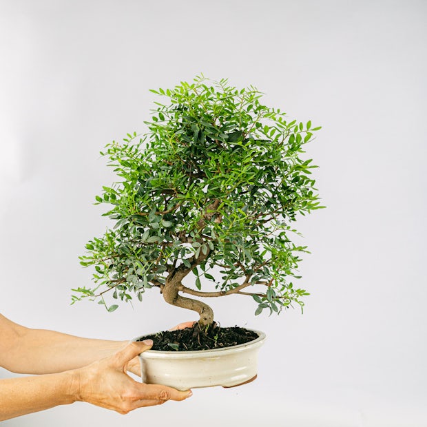 Acquistare Bonsai 10 anni Pistacia Lentiscus - Perfetto per qualsiasi  ambiente 