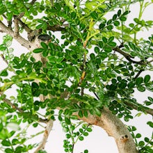 Bonsai Zanthoxylum Piperitum 8 años