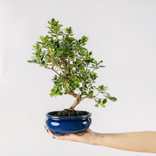 Bonsái 9 años Podocarpus macrophyllus