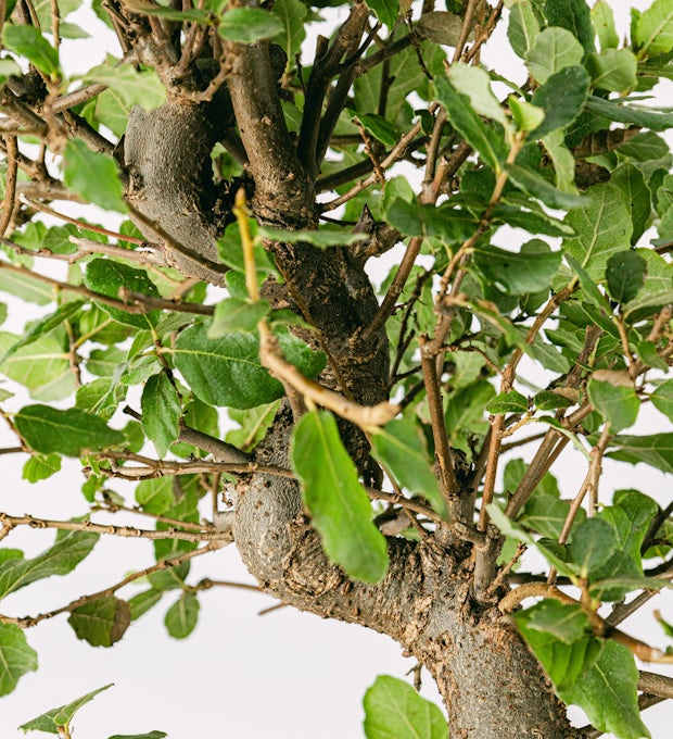 Bonsai 10 jaar oud Quercus Suber