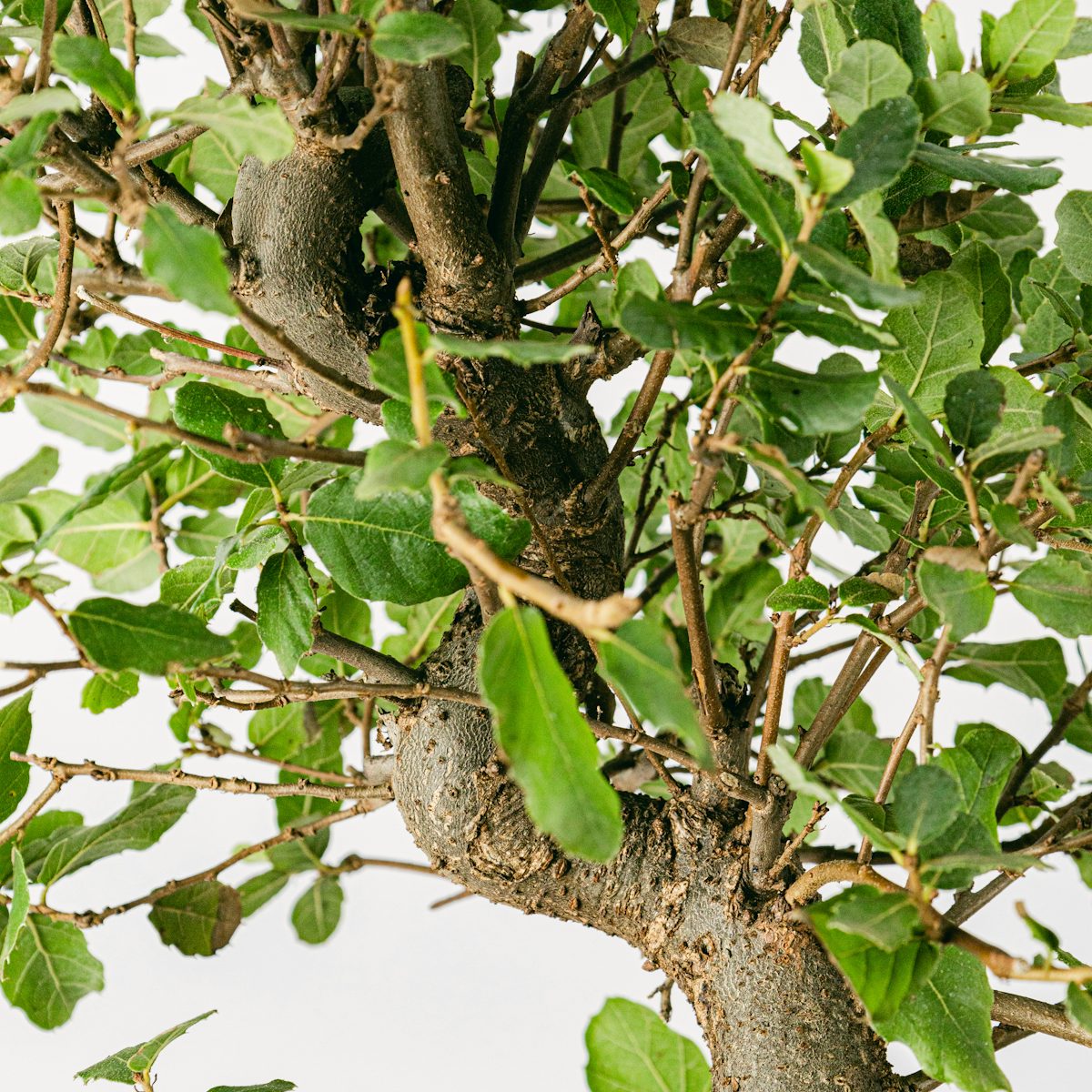 Bonsai 10 years old Quercus