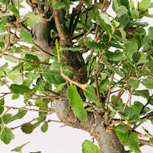 Bonsai 10 lat Quercus Suber