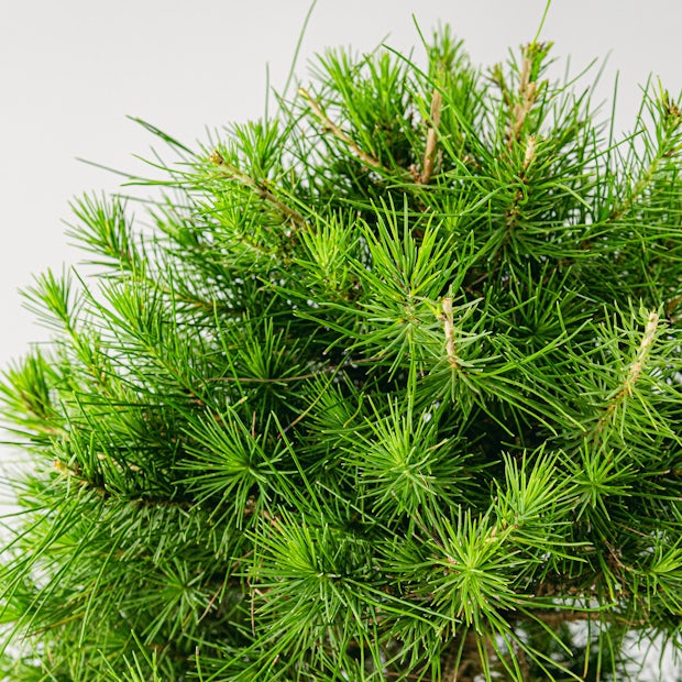 Bonsai 10 anni Pinus Halepensis