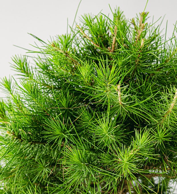 Bonsaj 10 let stará Pinus halepensis