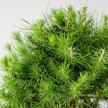 Bonsái 10 años Pinus halepensis