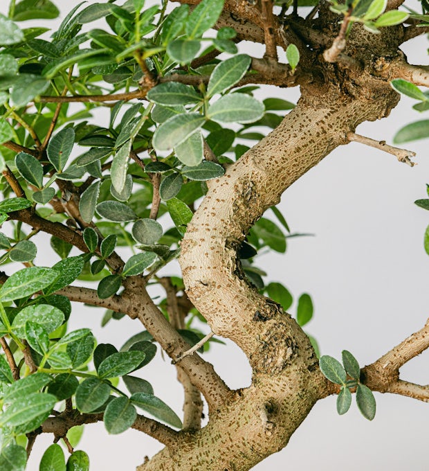 Bonsai 10 år gammel Pistacia lentiscus