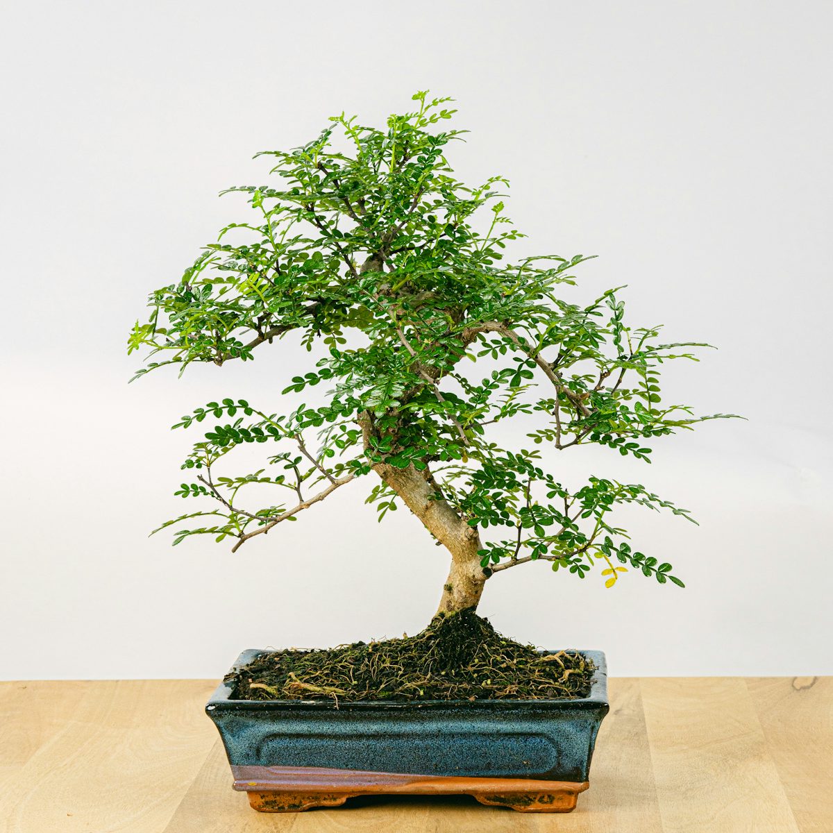 Bonsai Zanthoxylum Piperitum 10 anos