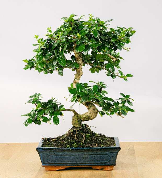 Bonsai 10 años Carmona microphylla
