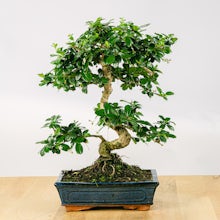 Bonsai 10 lat Carmona microphylla