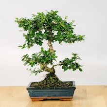 Bonsai Carmona microphylla 10 anos
