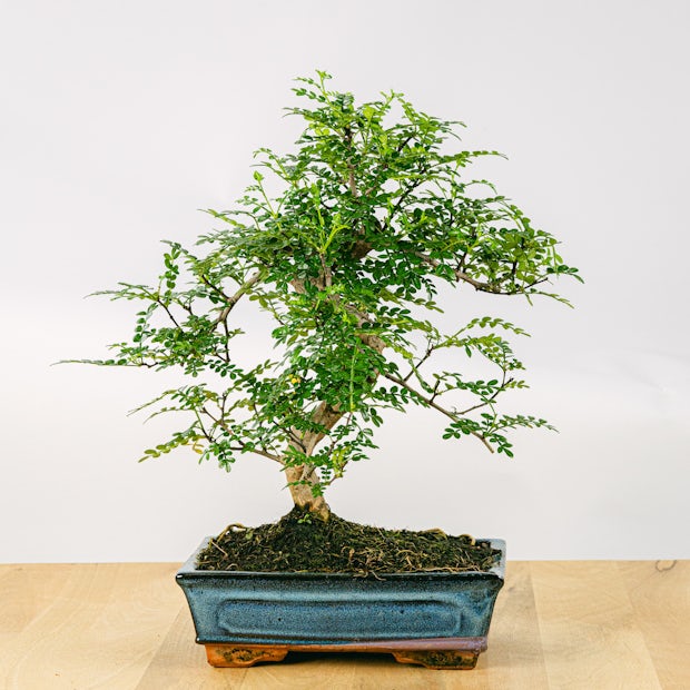 Acquistare Bonsai Zelkova 16 anni - Un bonsia resistente 
