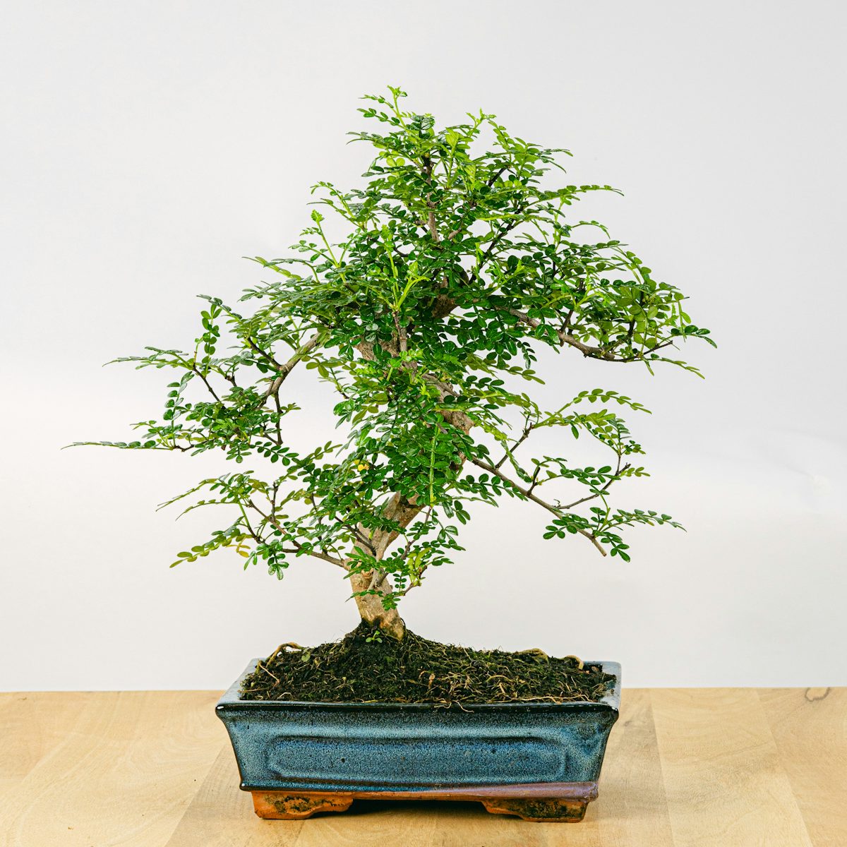 Bonsai 10 años Zanthoxylum Piperitum