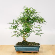 Bonsai 10 anni Zanthoxylum Piperitum