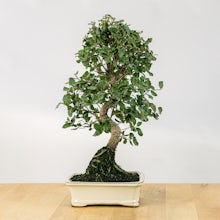 Bonsai 12 Jahre alt Quercus related pic
