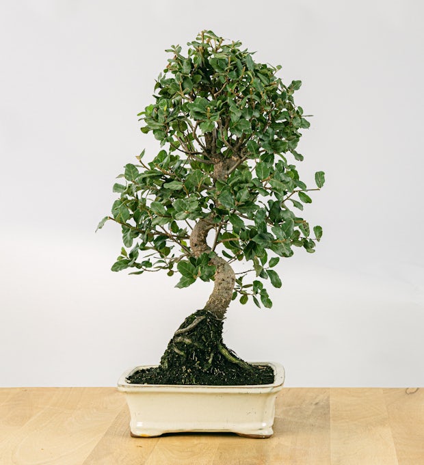Bonsai Quercus 12 anos CP12