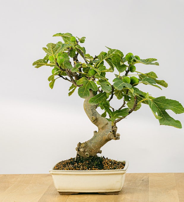 Bonsai 12 år gammel Ficus carica