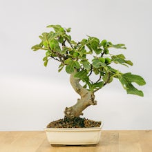 Bonsai 12 years old Ficus cari... related pic