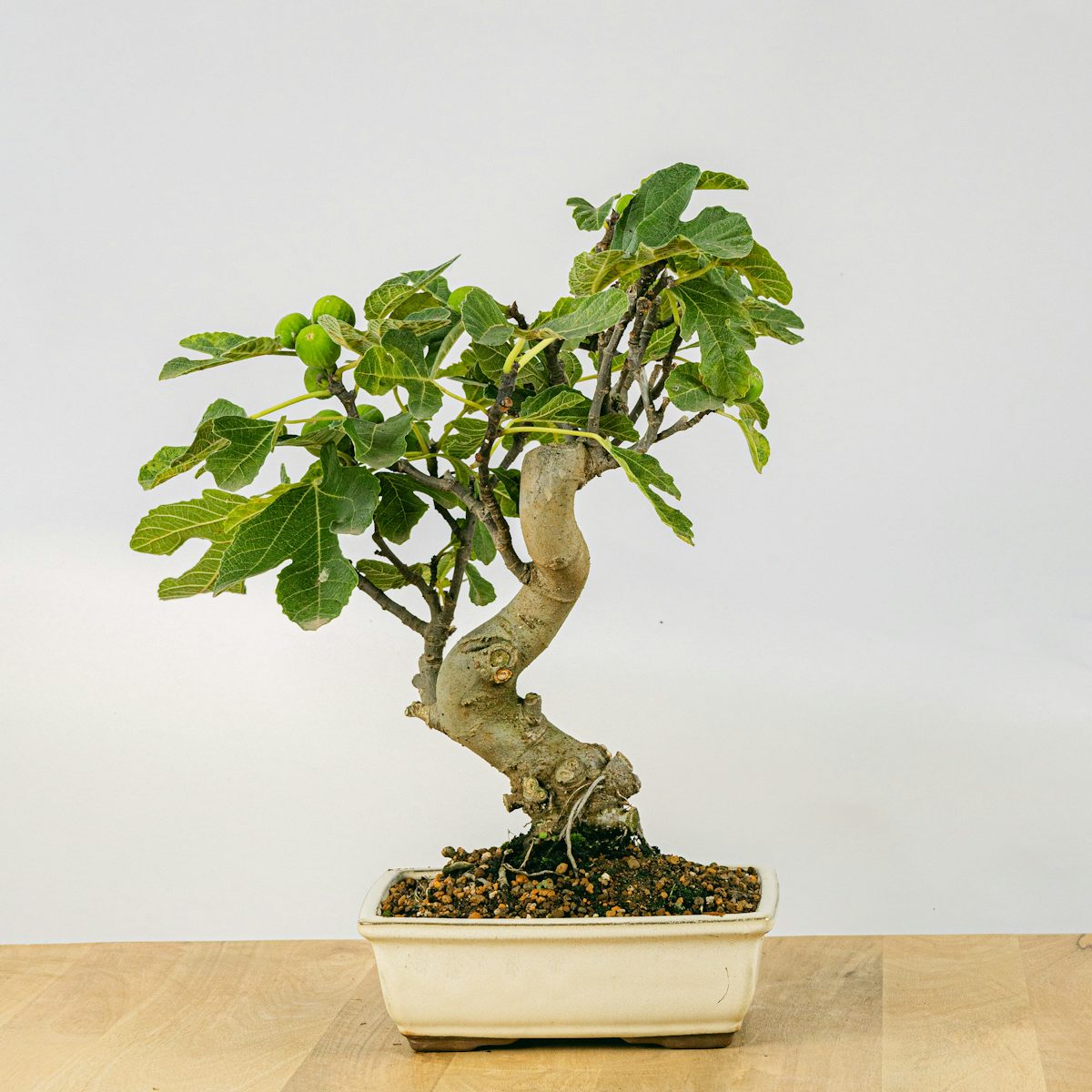 Bonsai 12 years old Ficus carica
